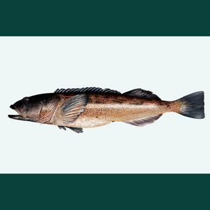 Ling Cod