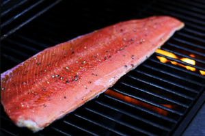 Coho Salmon