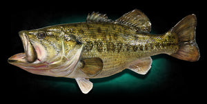 Kodiak Black Bass