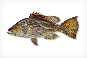 Kodiak Black Bass